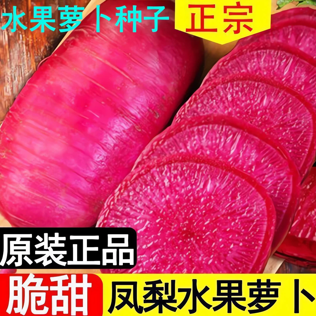【新种上市】凤梨水果萝卜种子 红心沙窝萝卜种籽 四季蔬菜萝卜种孓