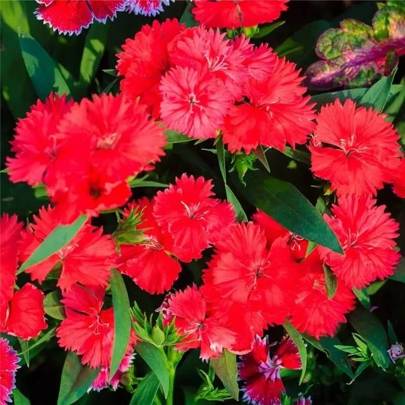 美国石竹大红色常夏石竹花苗庭院花卉耐寒耐旱绿化庭院植物多年生