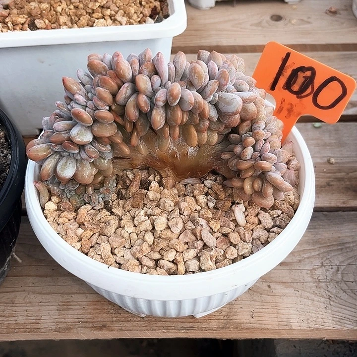 粉兔100号码牌子的话