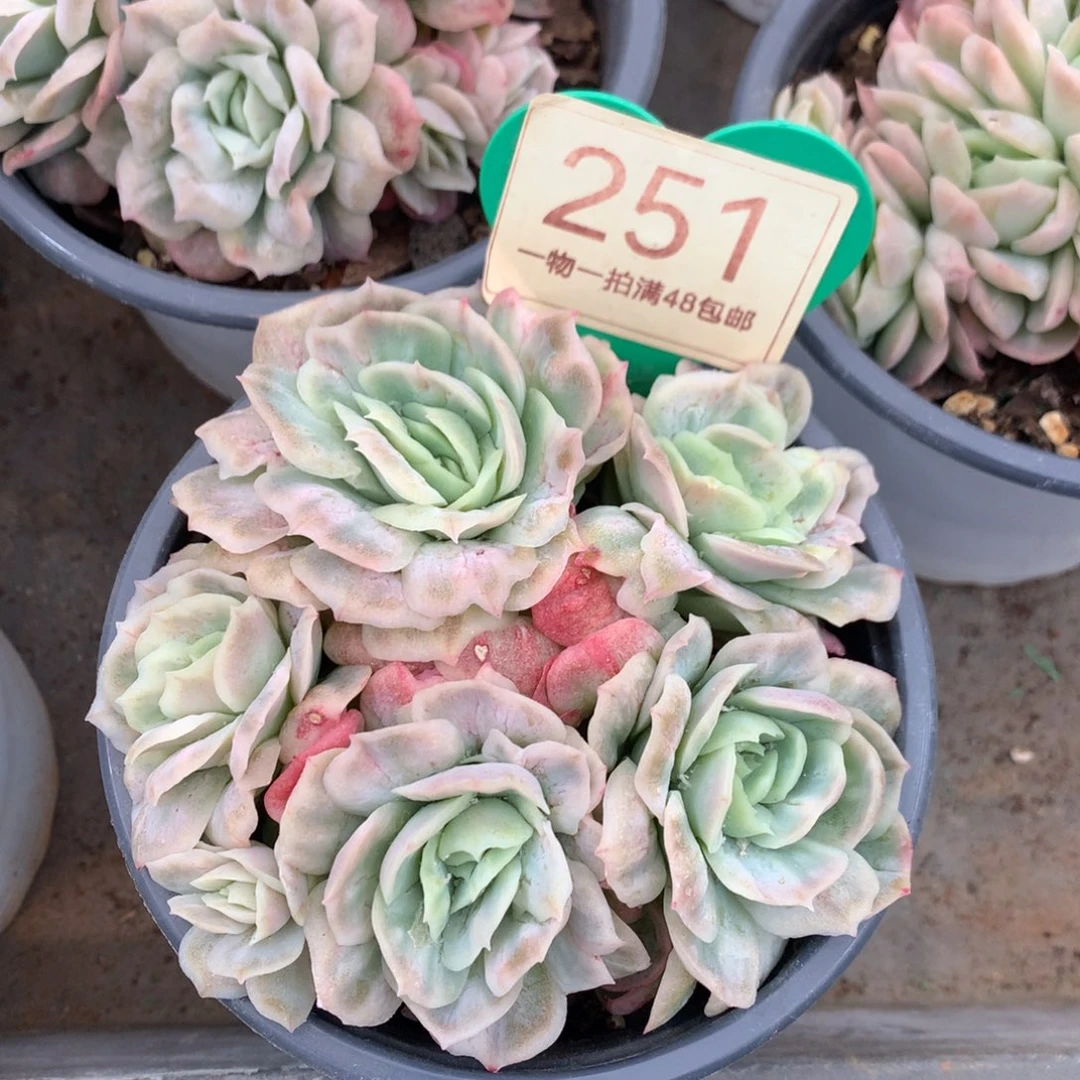 泡泡纱裙开播福利251