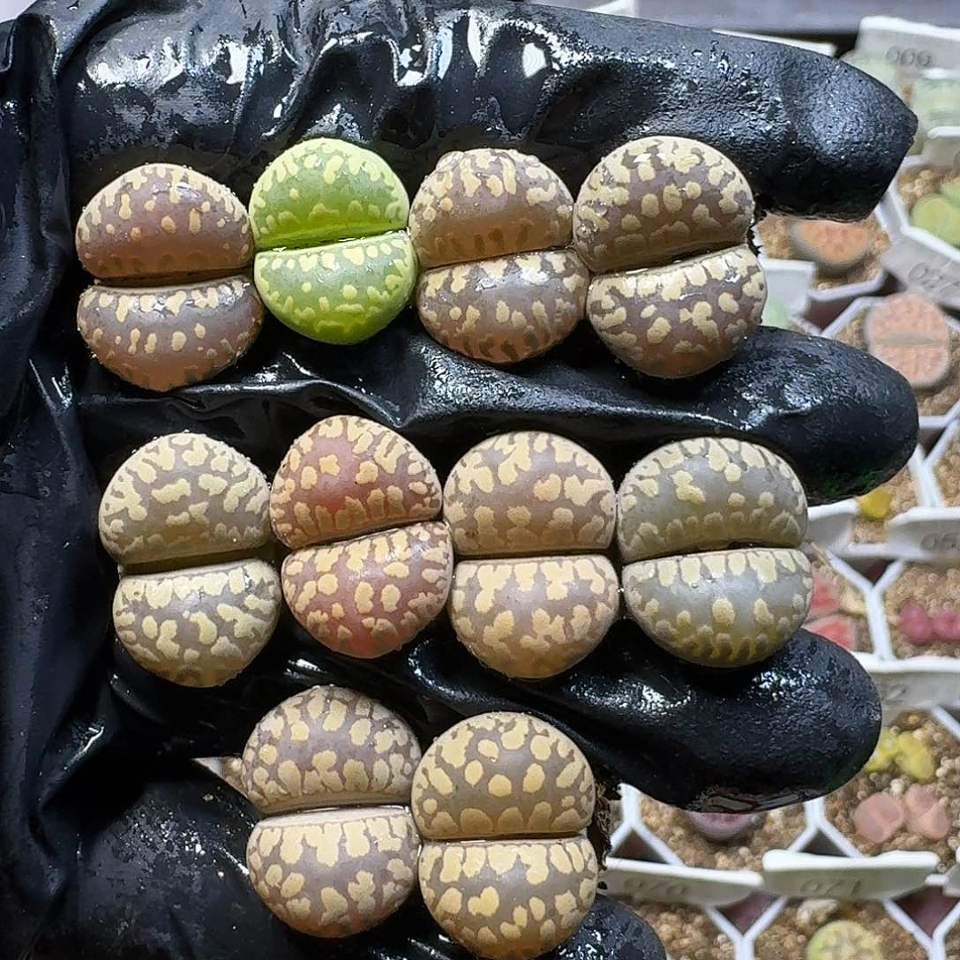生石花111111。  227