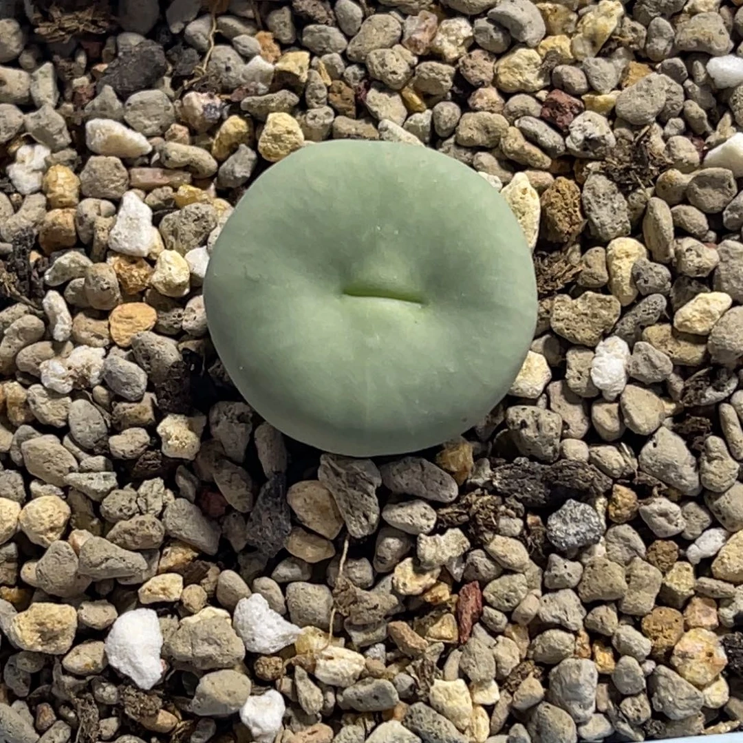 7811小红嘴尺寸2.1