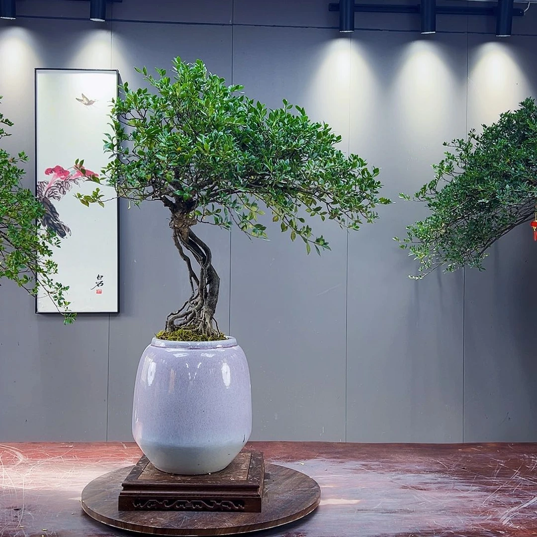 灌木山*海岛榄叶栀子花