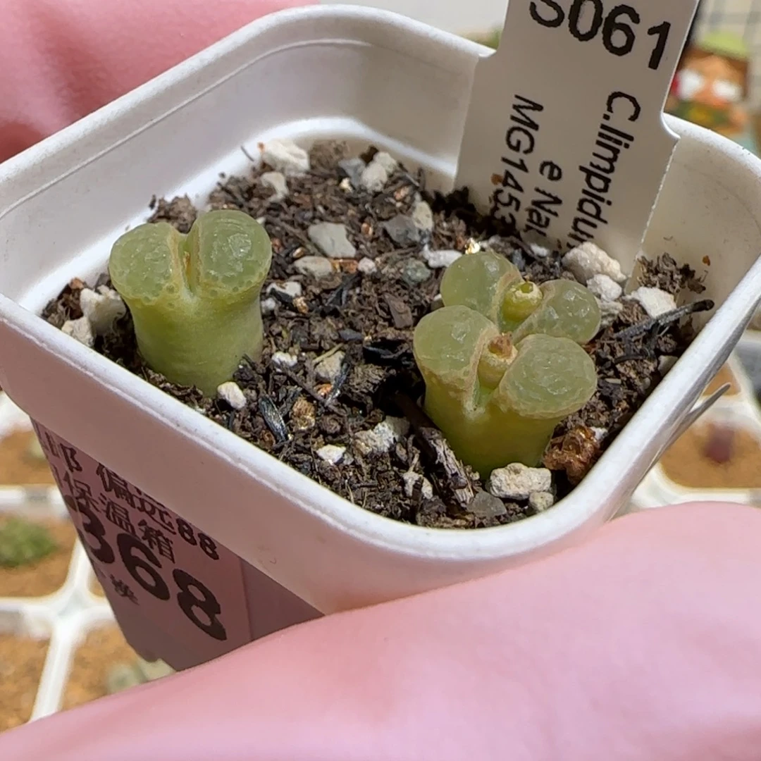 肉锥多肉植物组合-粉樱一盆1504