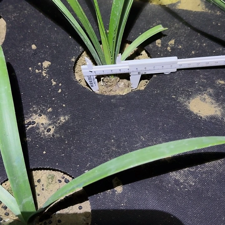 玛奇朱顶红一棵4.0