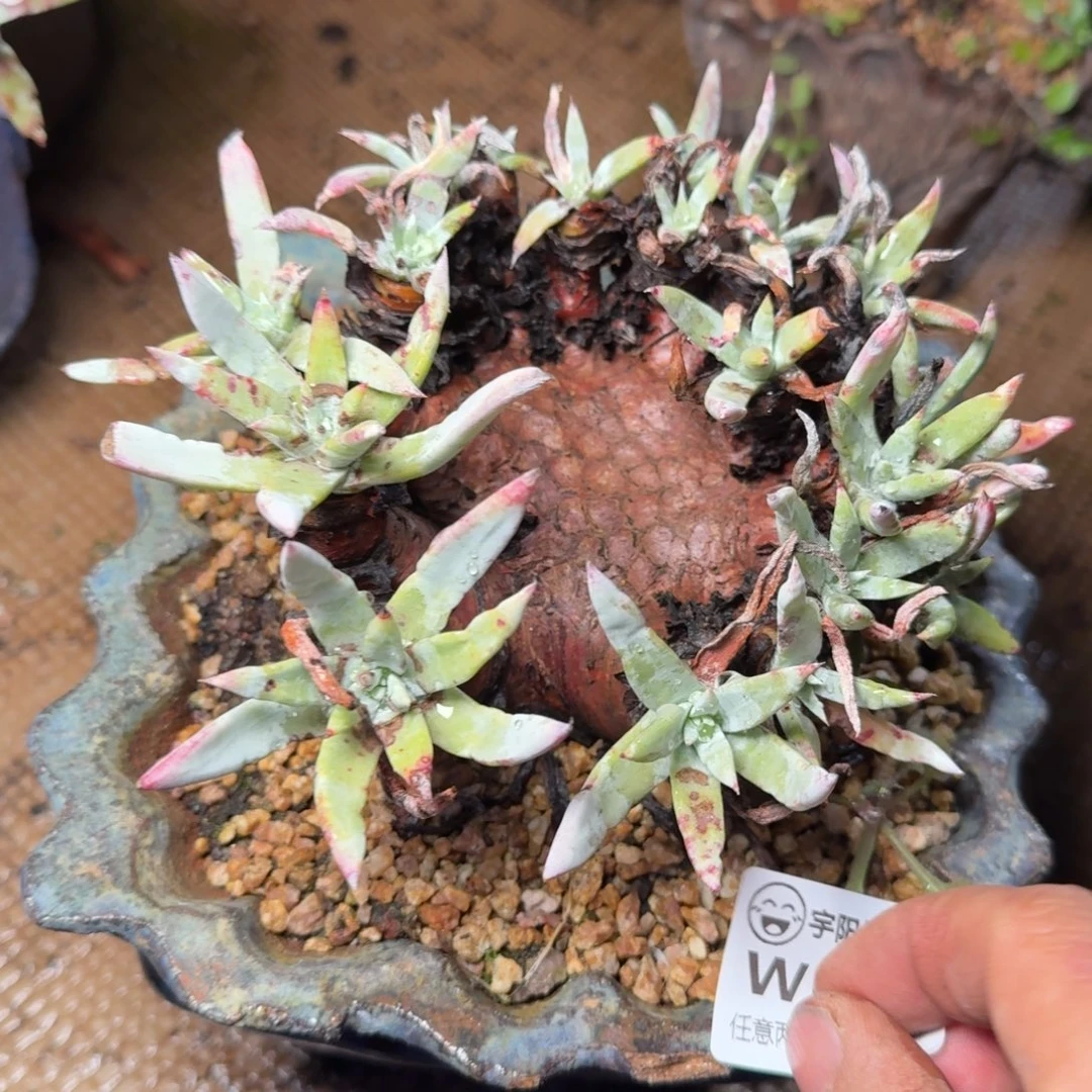 6127白菊杂交多肉