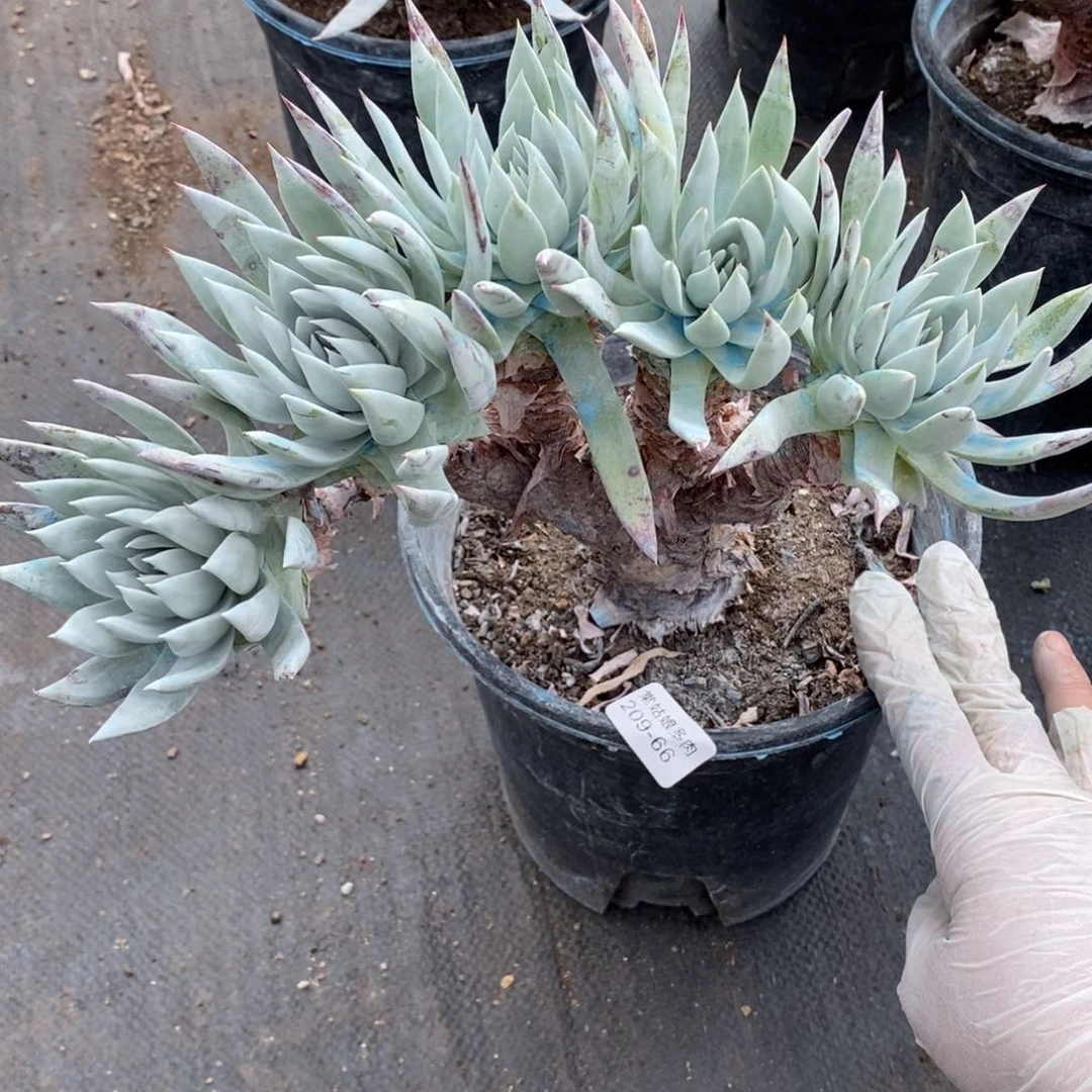 66号苹果叶瑕疵瑕疵