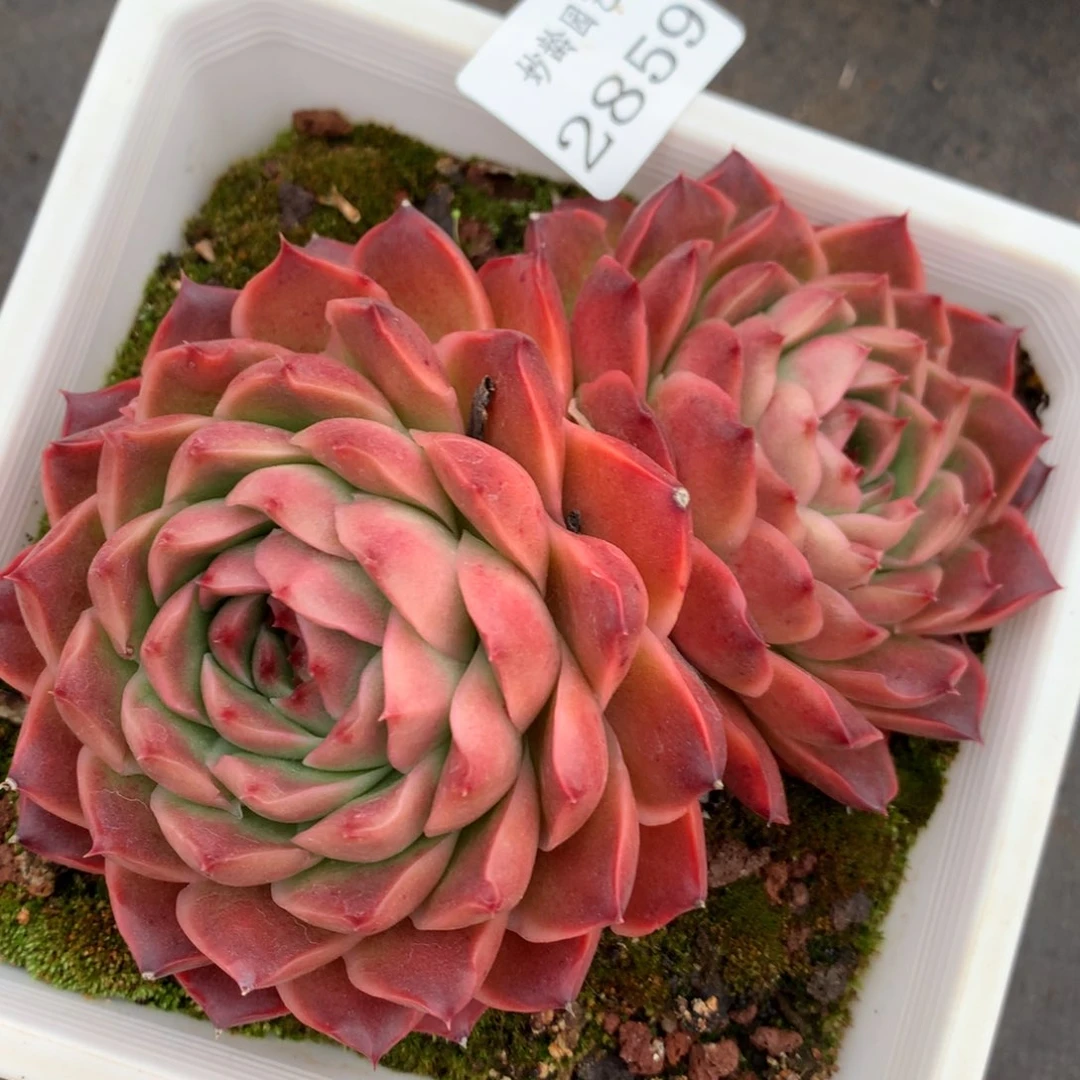 2859杂交多肉老桩