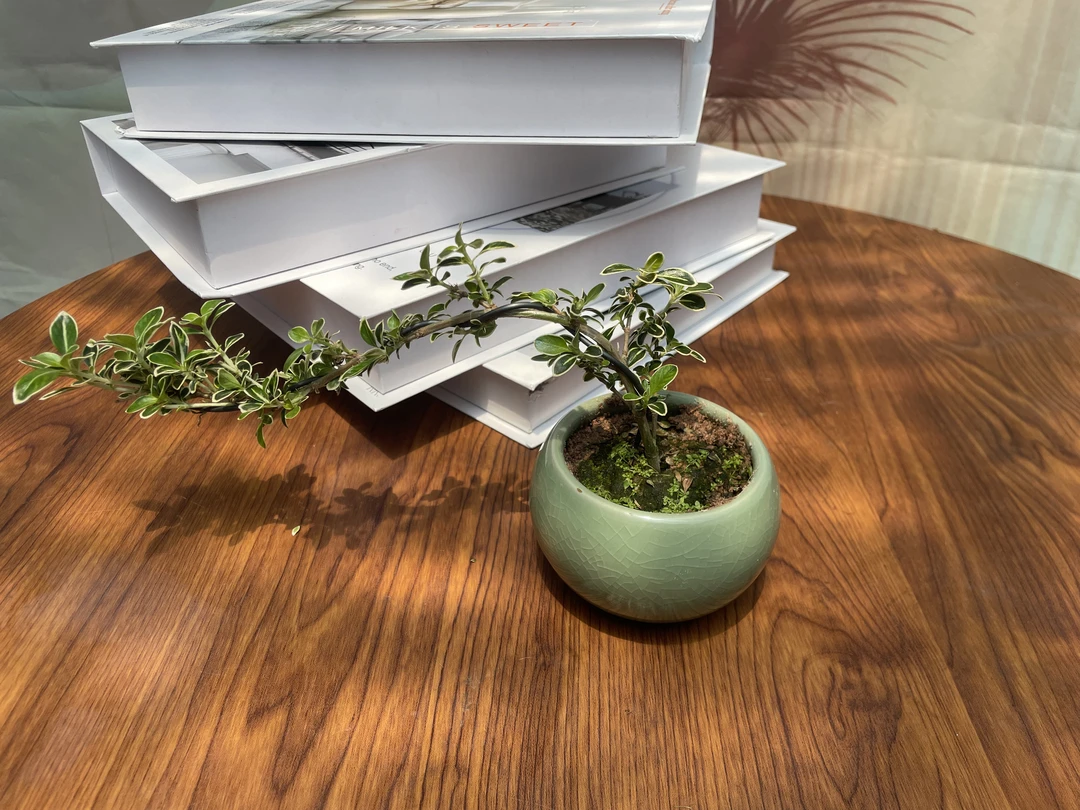 金边六月雪 飘枝悬崖室内盆栽绿植 办公室茶桌迷你微盆景喜湿喜阳