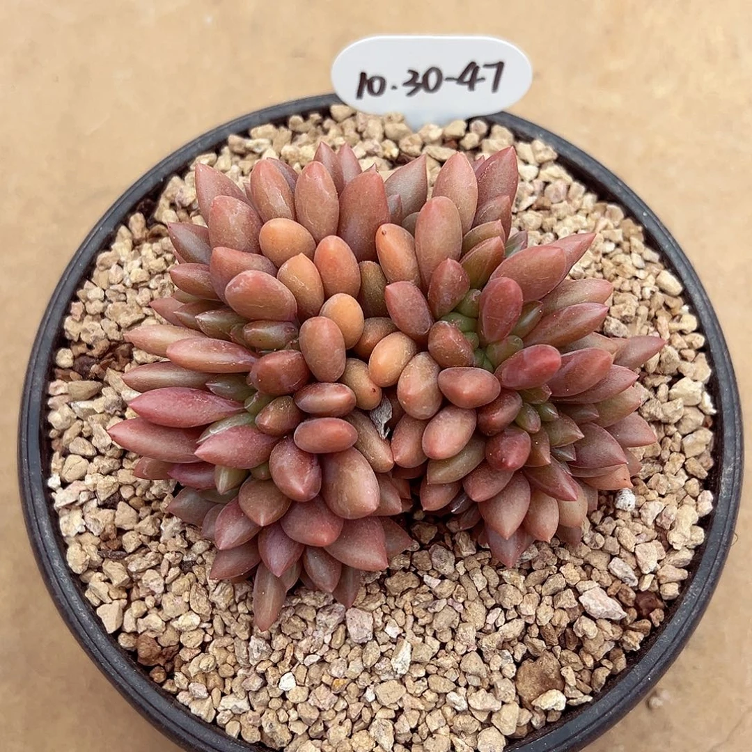 1030-47桃花源缀化