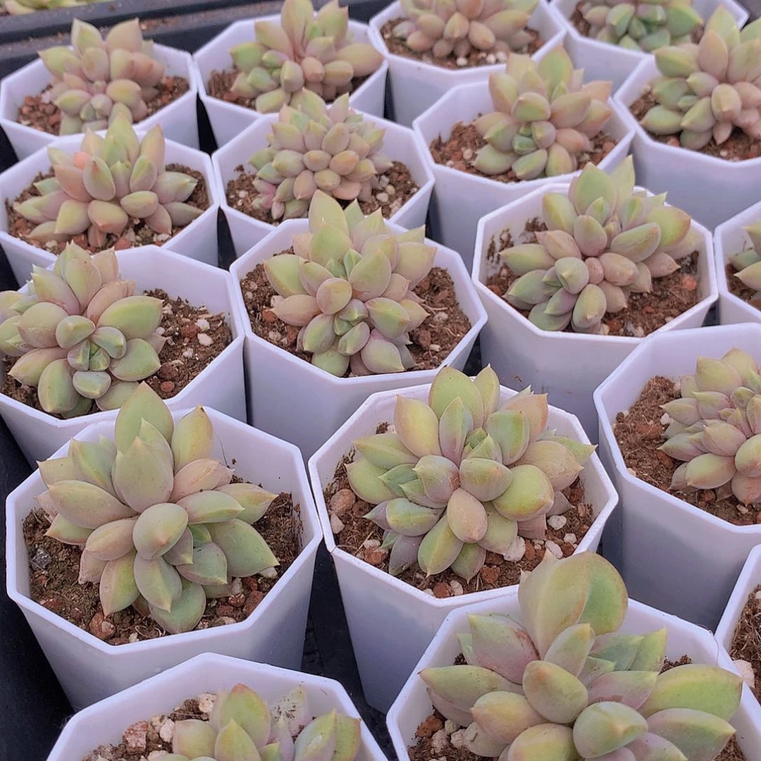 两颗红象牙3456677899999