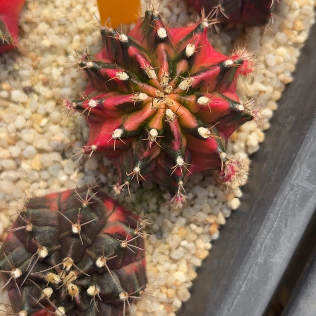 65-1224泰国发货多肉