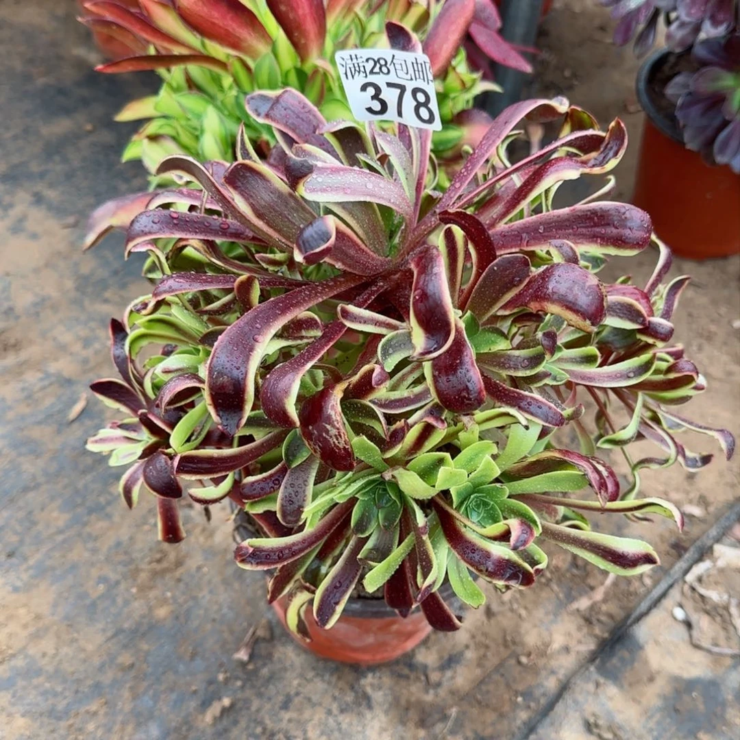 欧佳丽多肉378满28包邮断枝不包