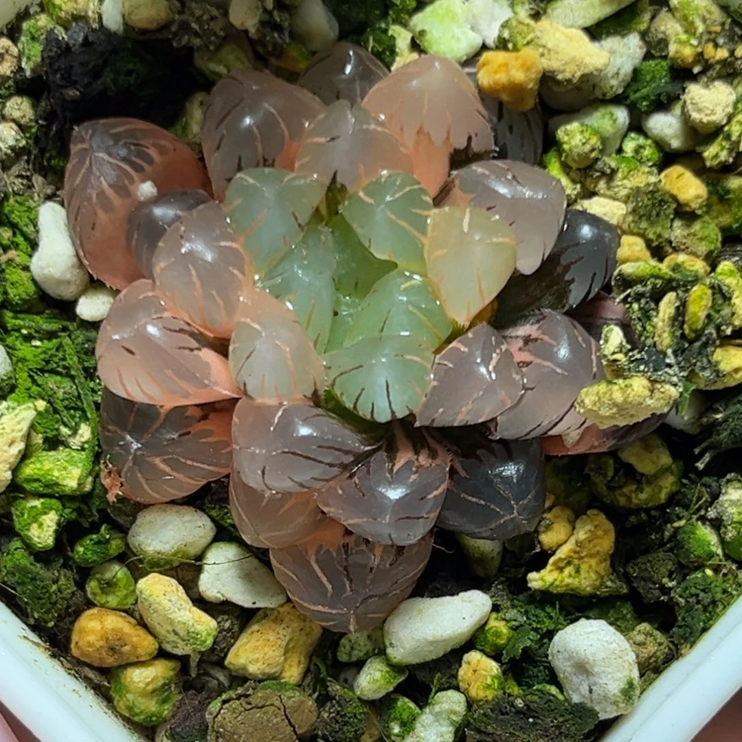 恭喜发财大吉大利0408