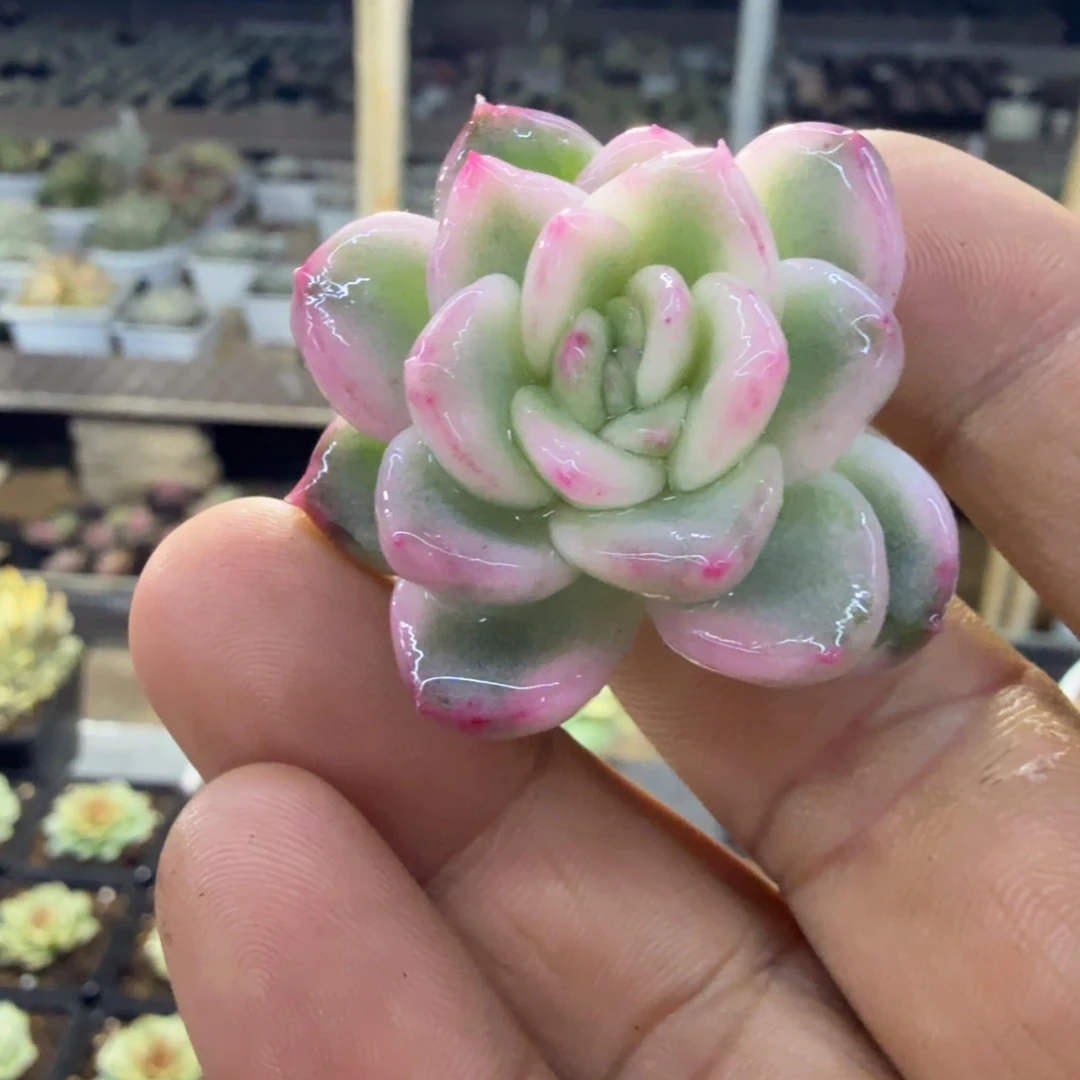 冰月亮锦，多肉锦多肉