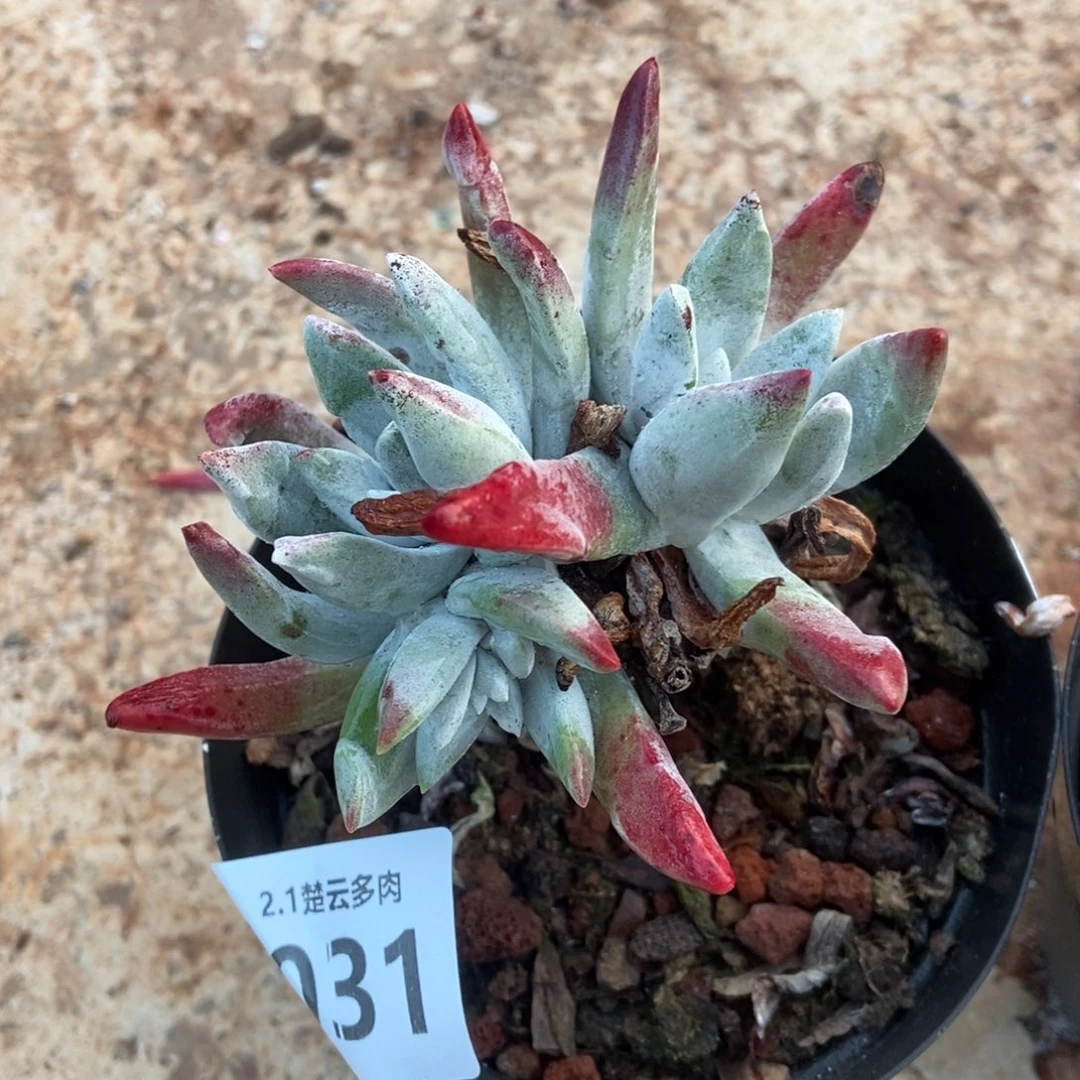 031多肉植物啦啦啦