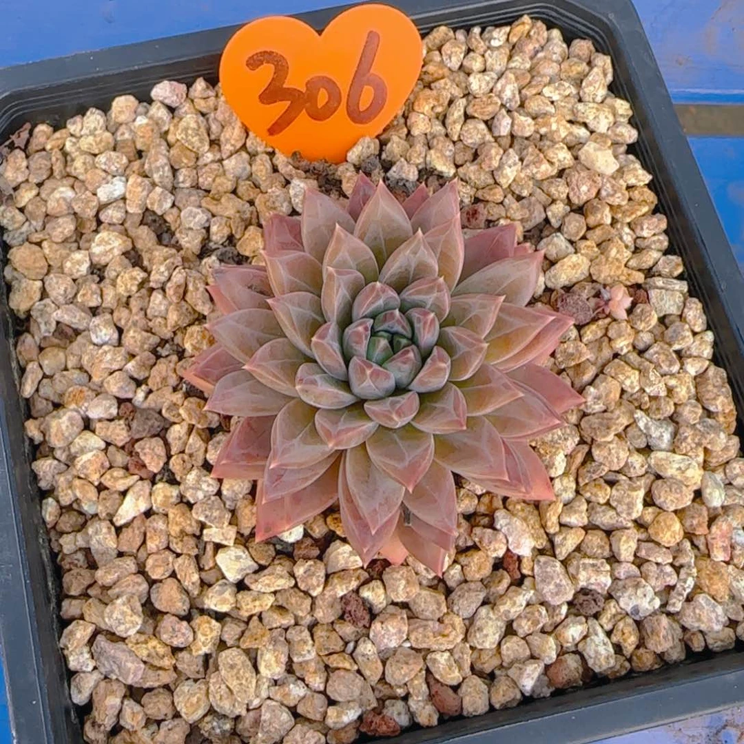 栀**?306多肉植物一物一拍