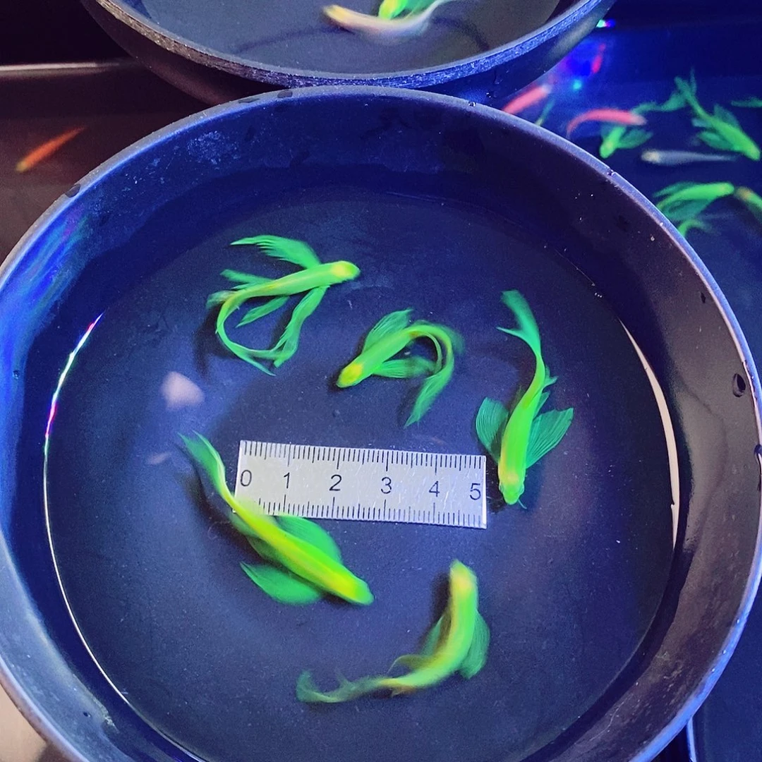 斑马鱼蝶翼斑马翡翠绿大种鱼5个