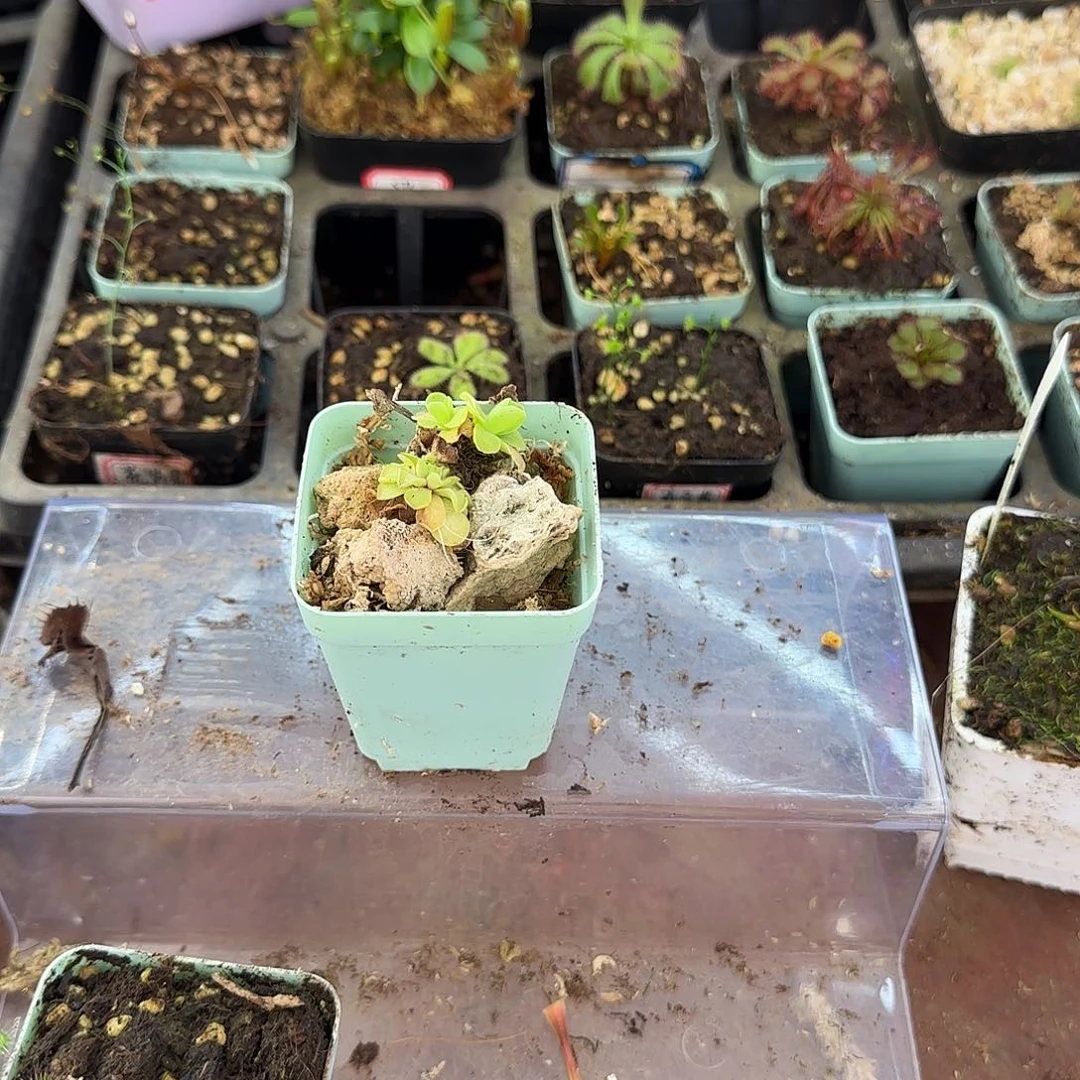 完全开放捕虫堇类植物