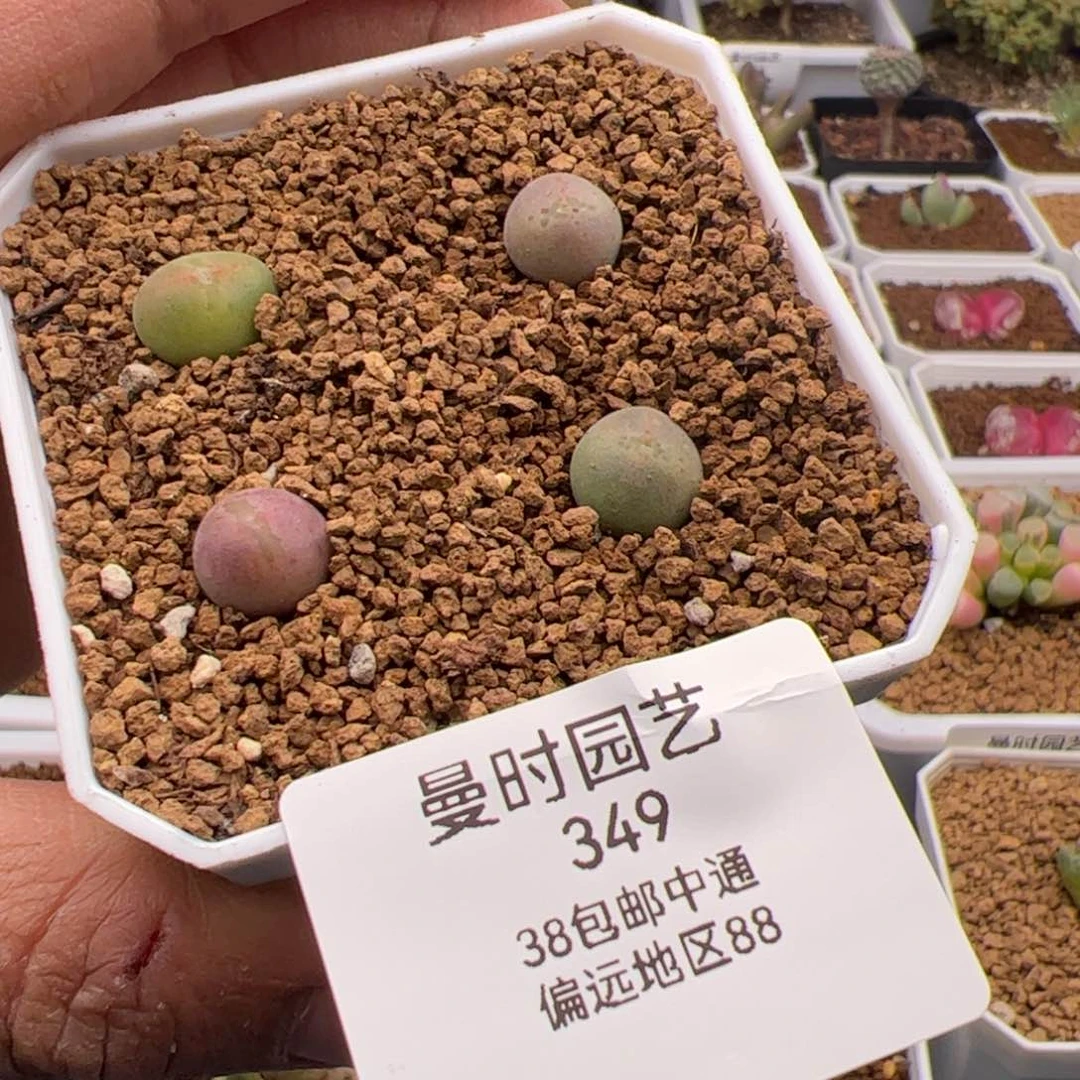 薄****2.8大眼睛多肉植物349