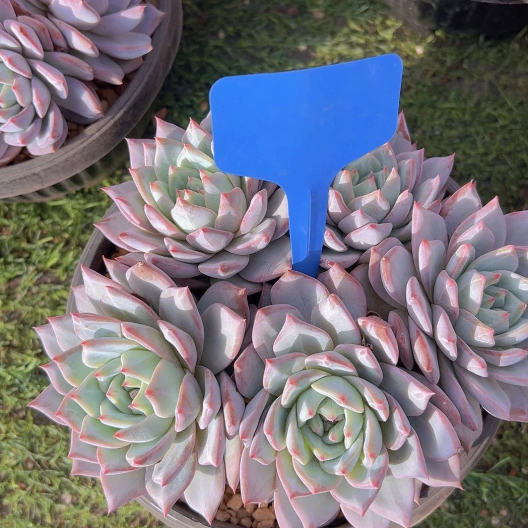 香玉的故事是一个人的故事吗