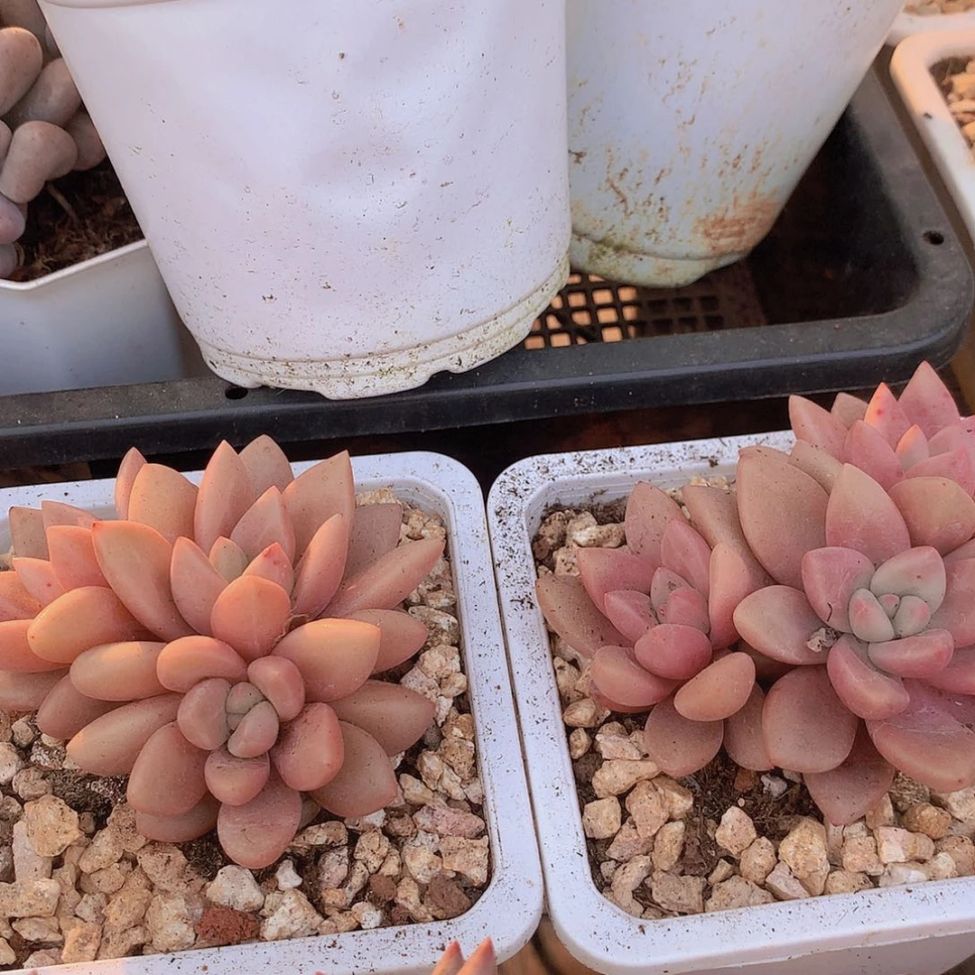 多头赫菲鱼捡漏456788999000