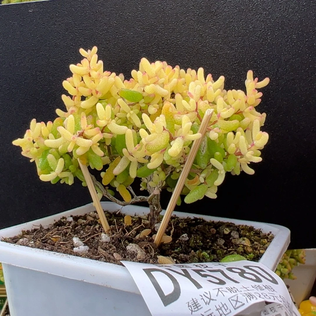 dy5780直杆老桩糖球黄化锦冠幅8.5cm