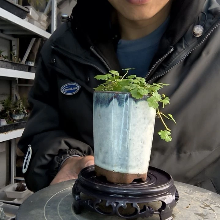 蛋*?小盆景小植物一物一拍124