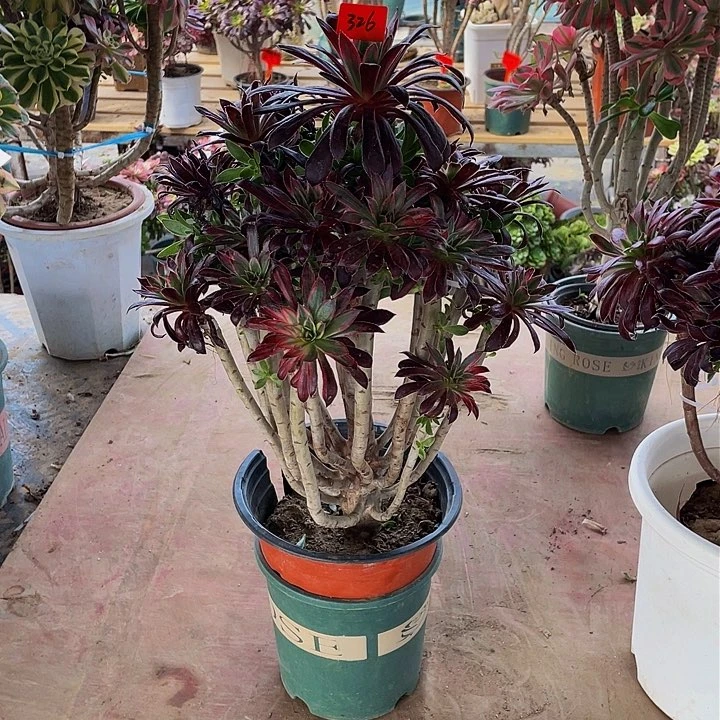 小*架接法师一个326号