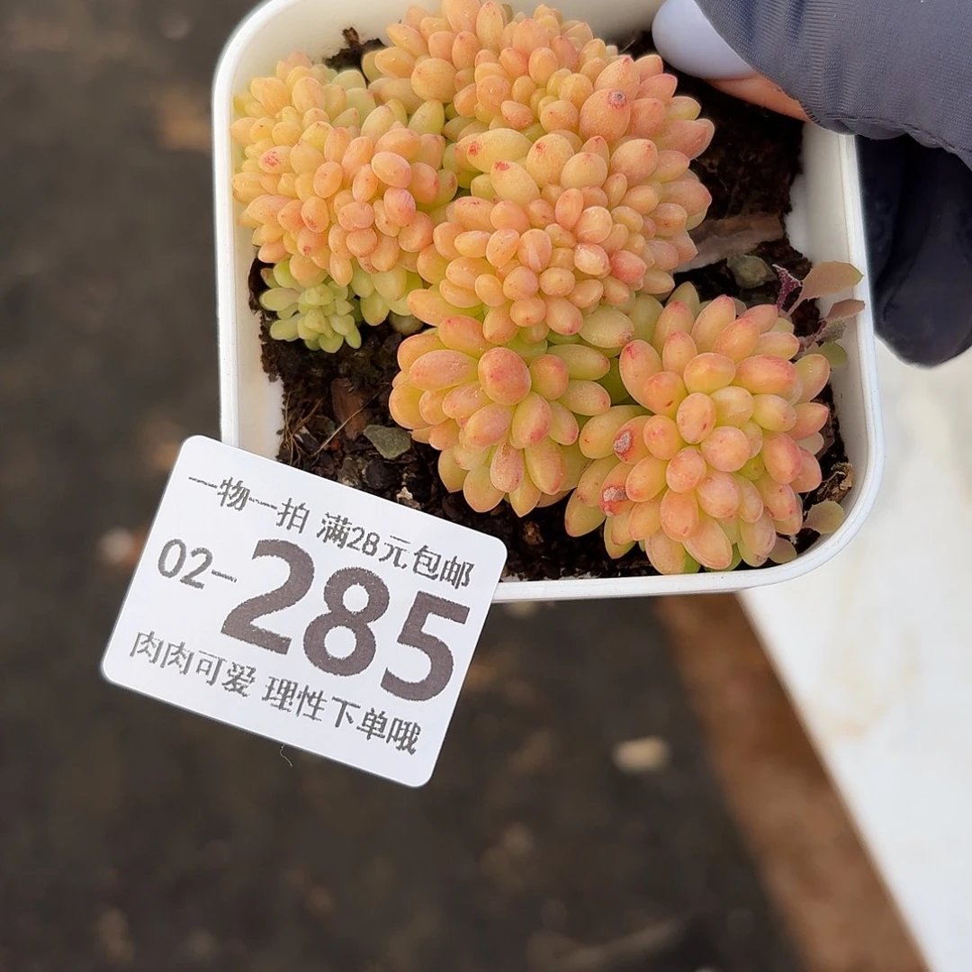 香格里拉缀化无盆无无盆土