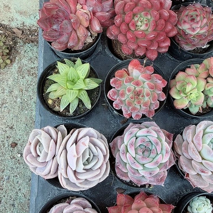 八棵多肉植物精品