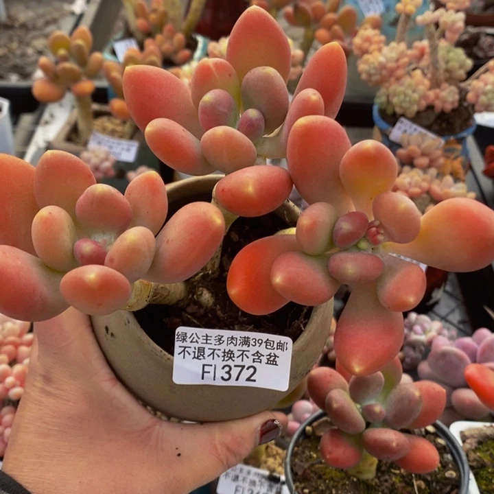 金蝉老桩12cm372多肉植物