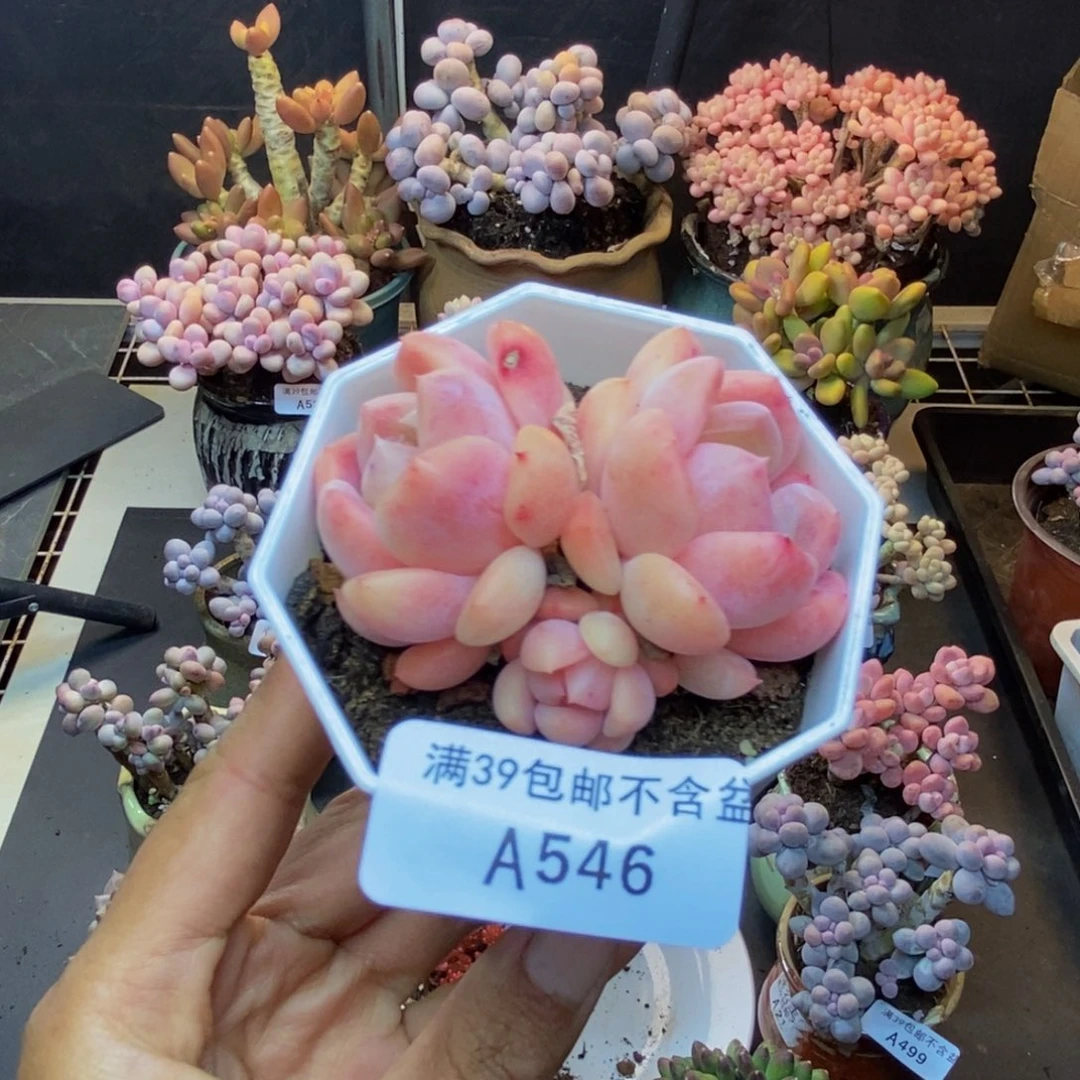 546冰冰多肉肉6c m