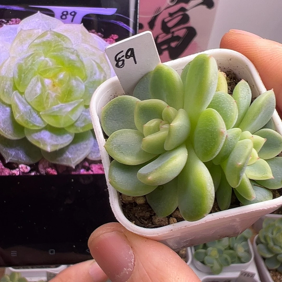 双头P89甜心一物一拍