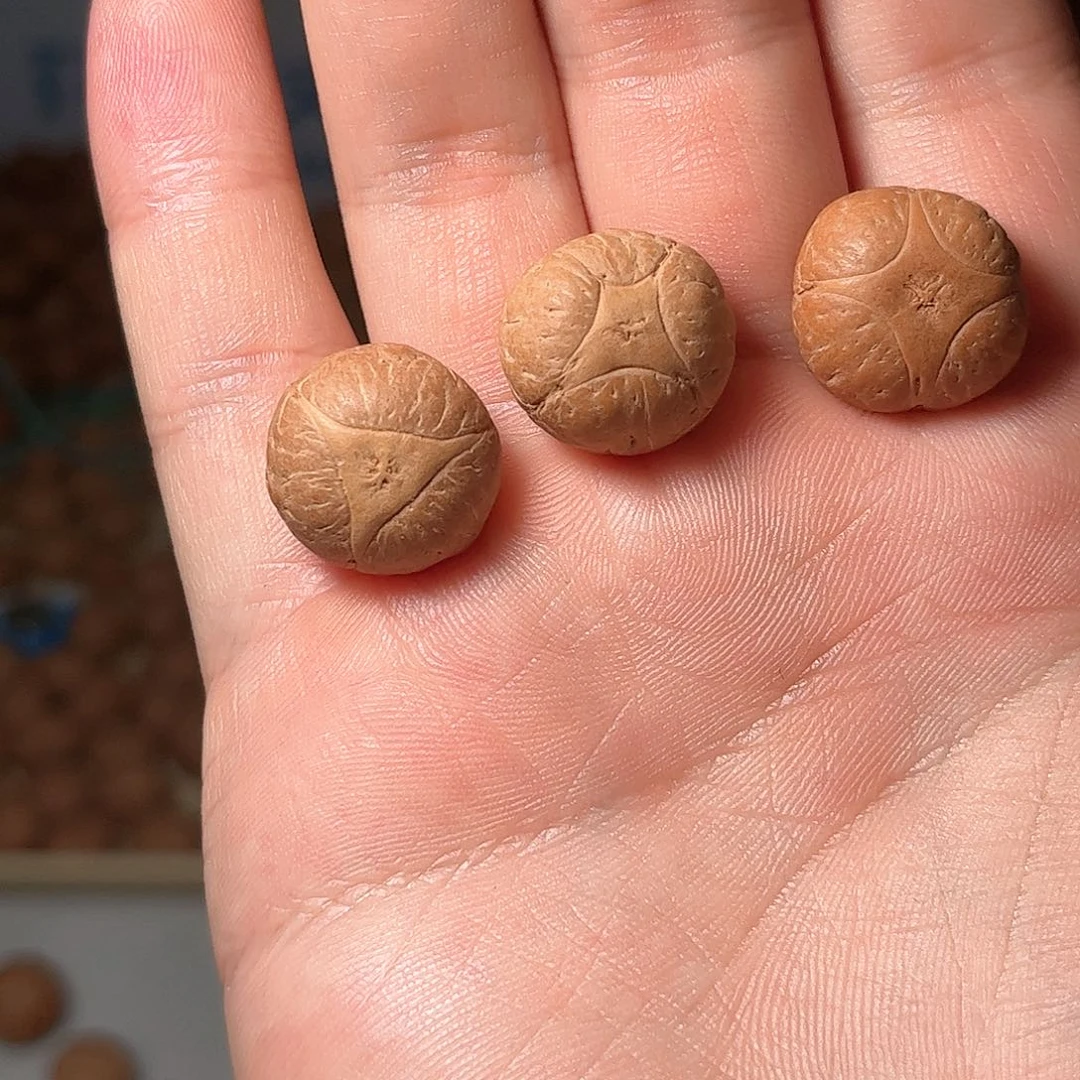 桃核吊坠18mm麒麟眼，开孔不退，偏远不包