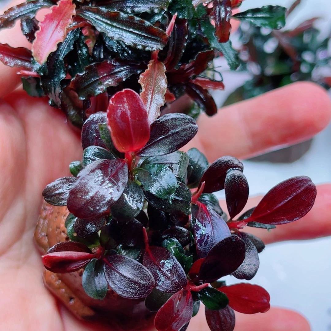 远***航美小呆哇塞套餐一份