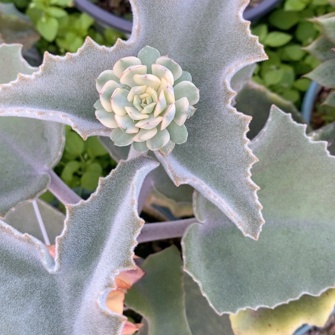 梦幻玫瑰侧芽多肉植物老桩