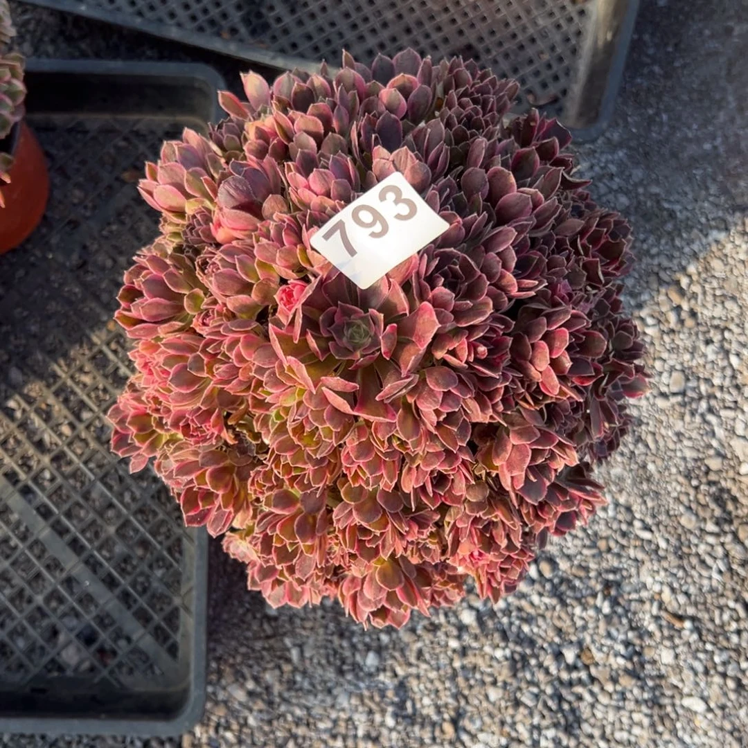 瓶***罐我是真的很喜欢这个