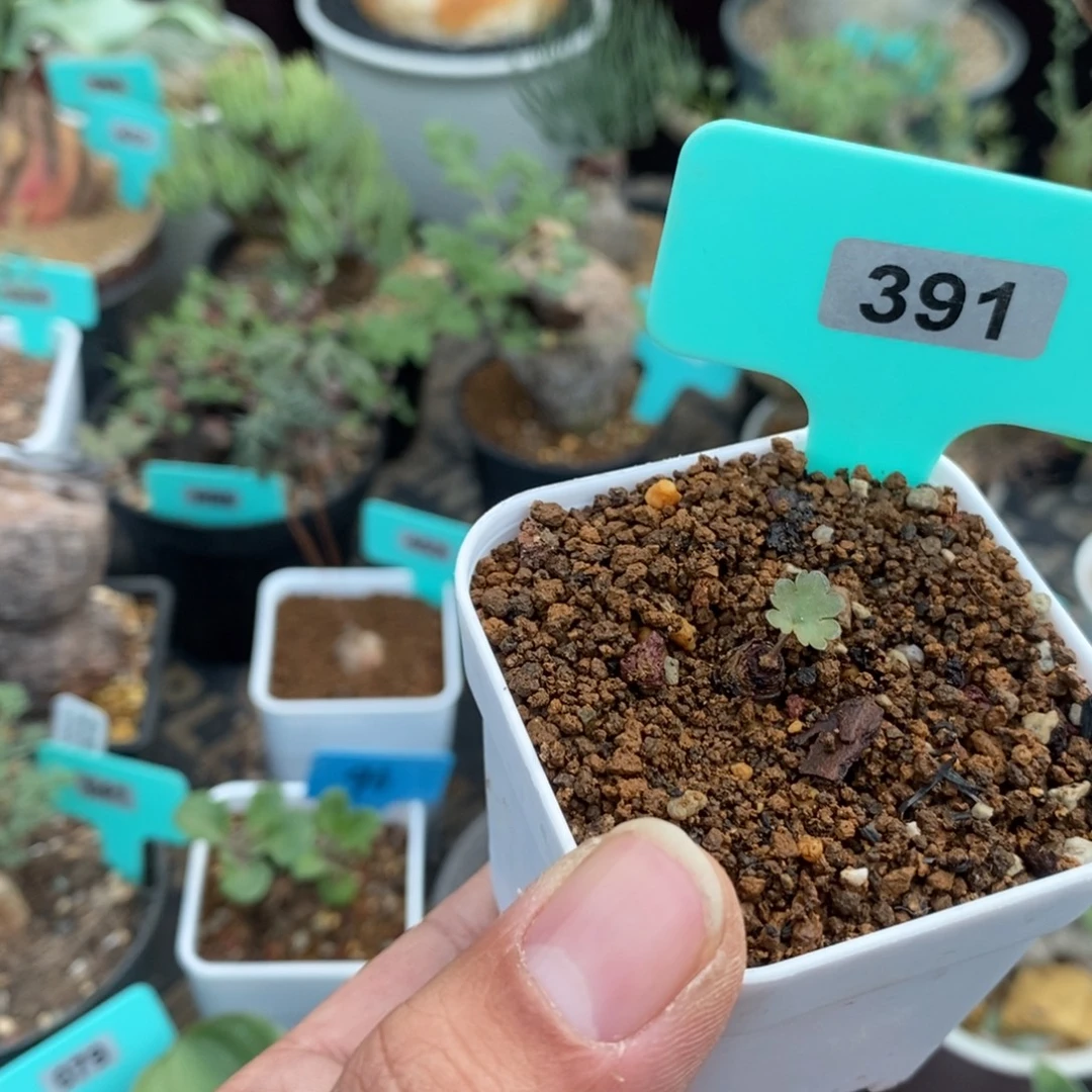 肾叶杨奎多肉植物