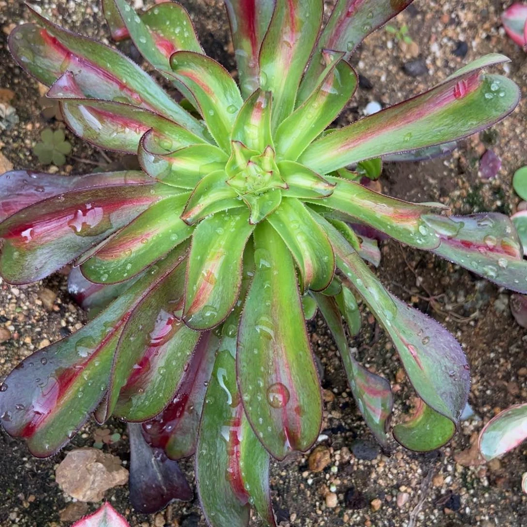 82烈焰中班多肉植物