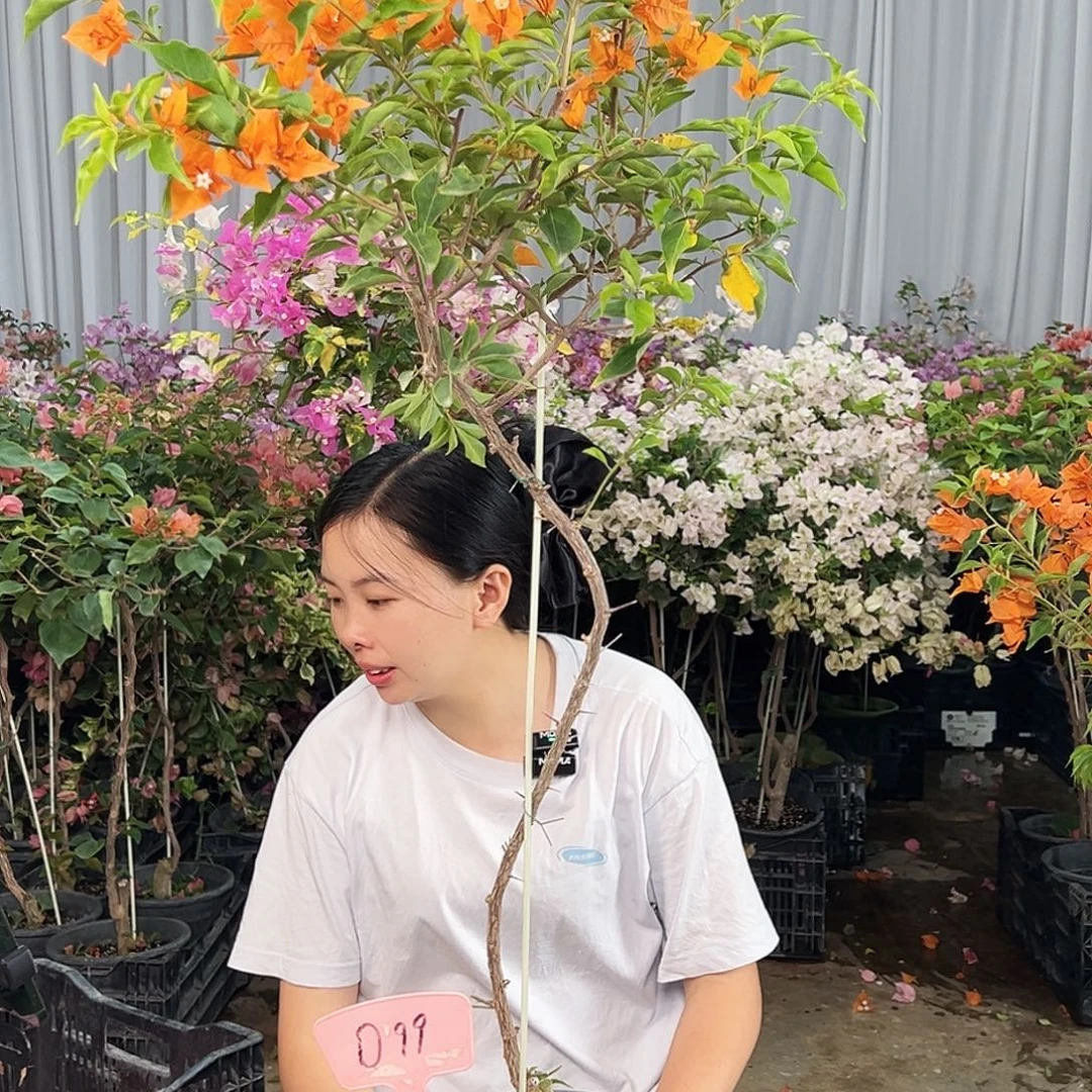烟***子大部分花苞少量开放D99橙桑巴