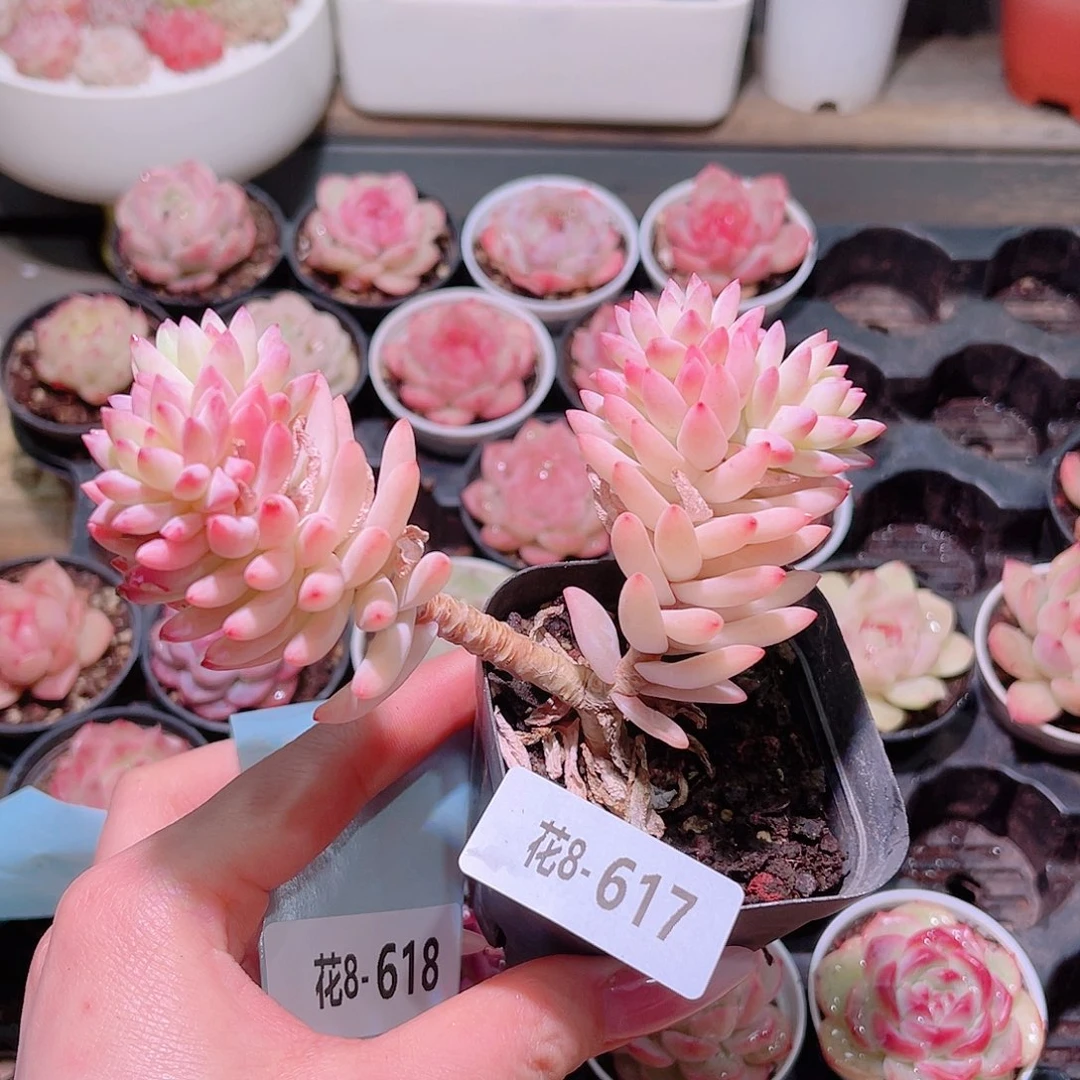 花利美8-617树冰