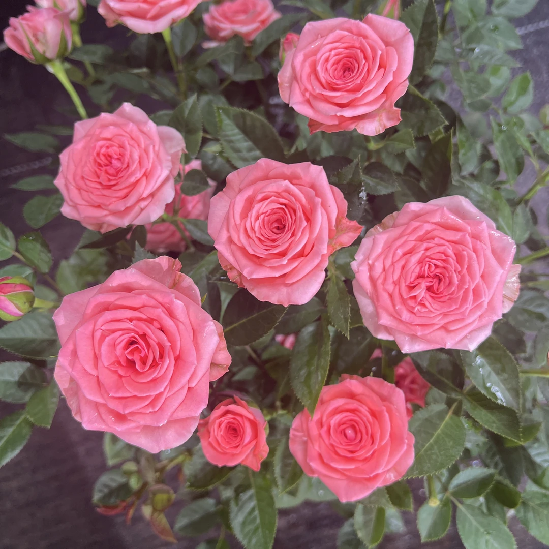 【仙度瑞拉】粉色多季节重复开花精品月季盆栽