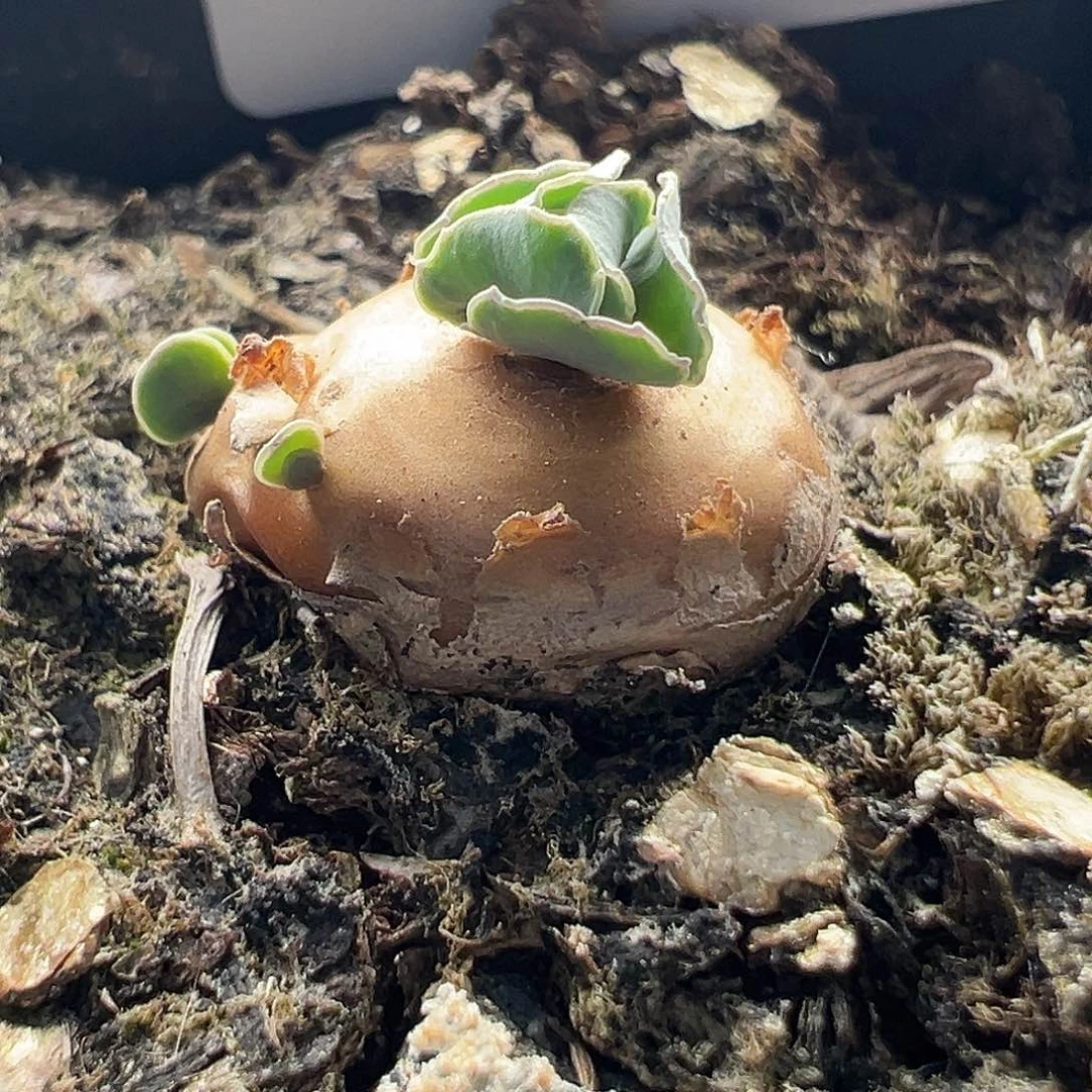 15号格➕11.16多肉