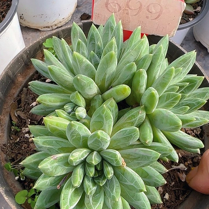 699多肉植物雪花美人