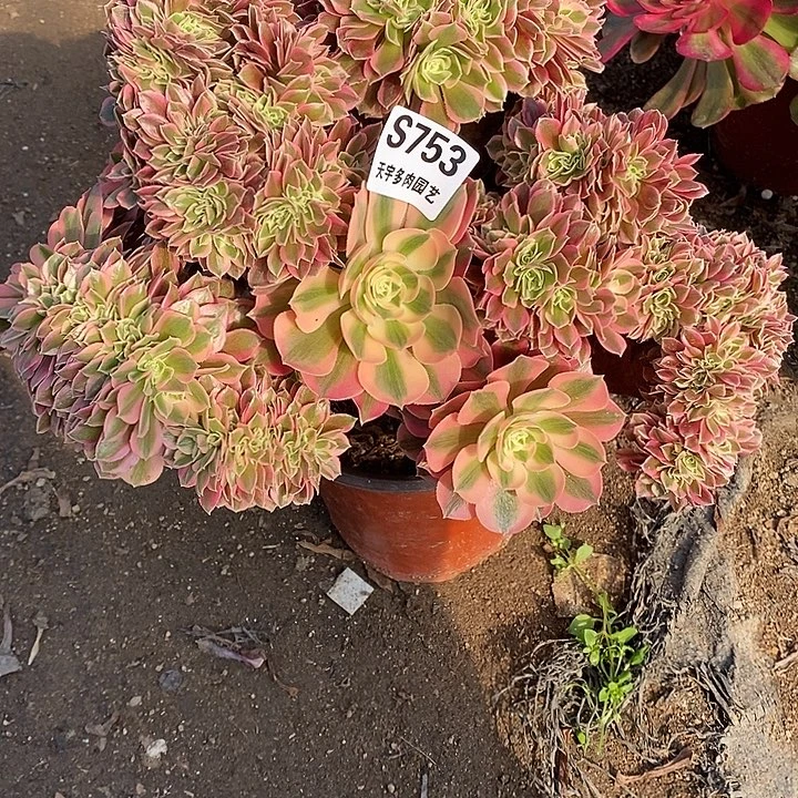 多肉植物女巫缀753多肉