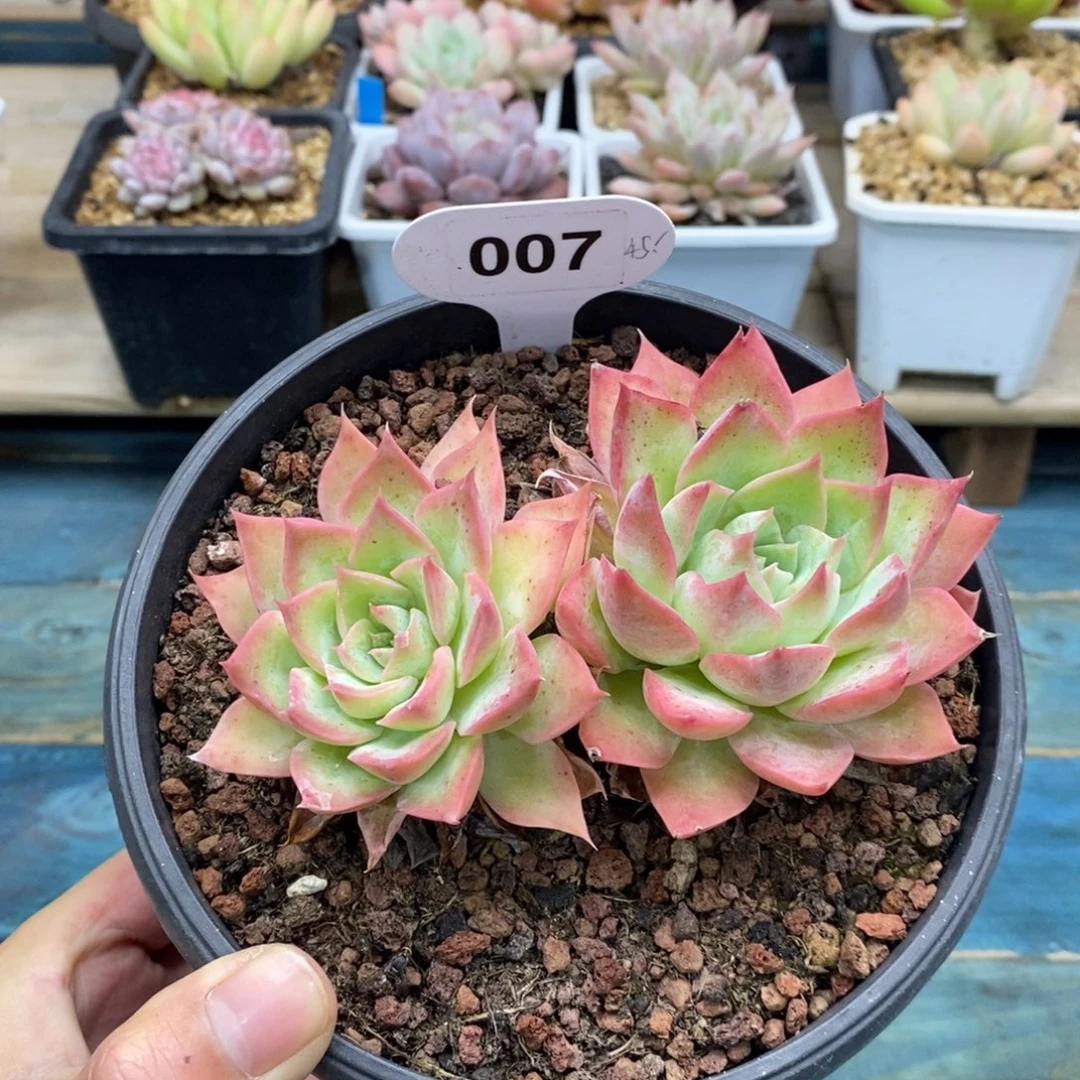 自己繁殖，007号，1