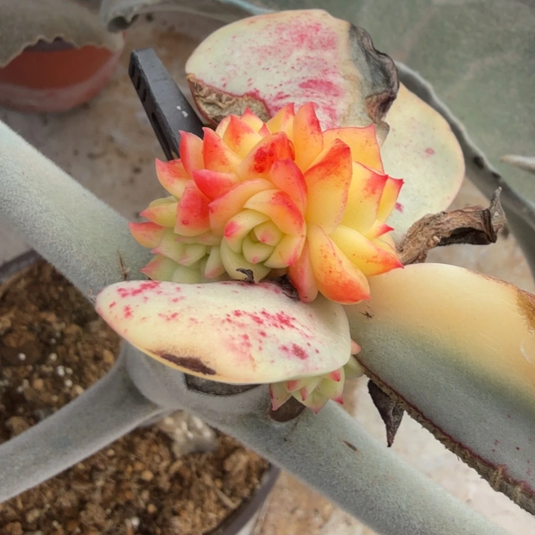 斗牛士锦底座群生