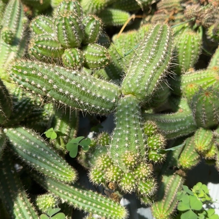 白檀仙人掌侧芽一个356