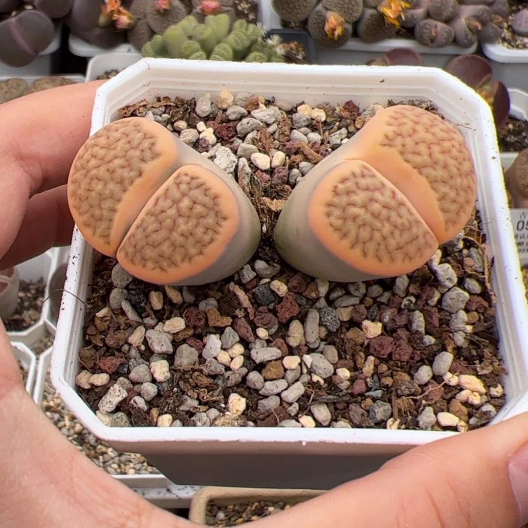 0532号稳定锦 多肉植物